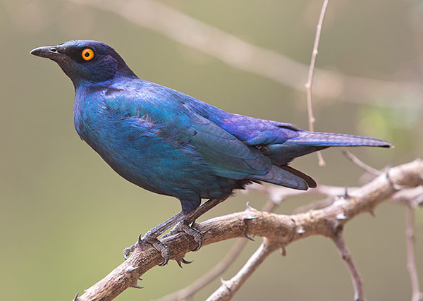 Cape Glossy Starling